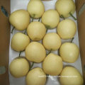 Good Quality of Chinese Fresh Golden Pear